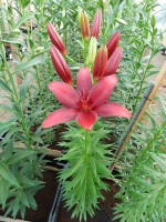 [4127 Catari Corleone VWS No01.JPG]